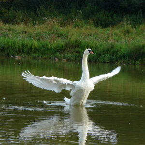 Swan spreading its wings