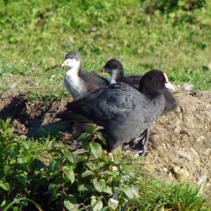 Coots on the Aylesbury Arm canal