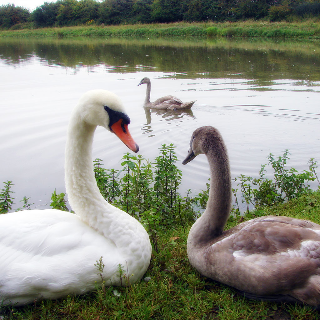 Swans at Oakfield