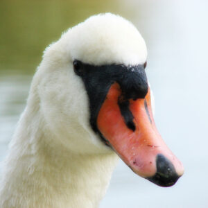 Mute Swan at Oakfield pond