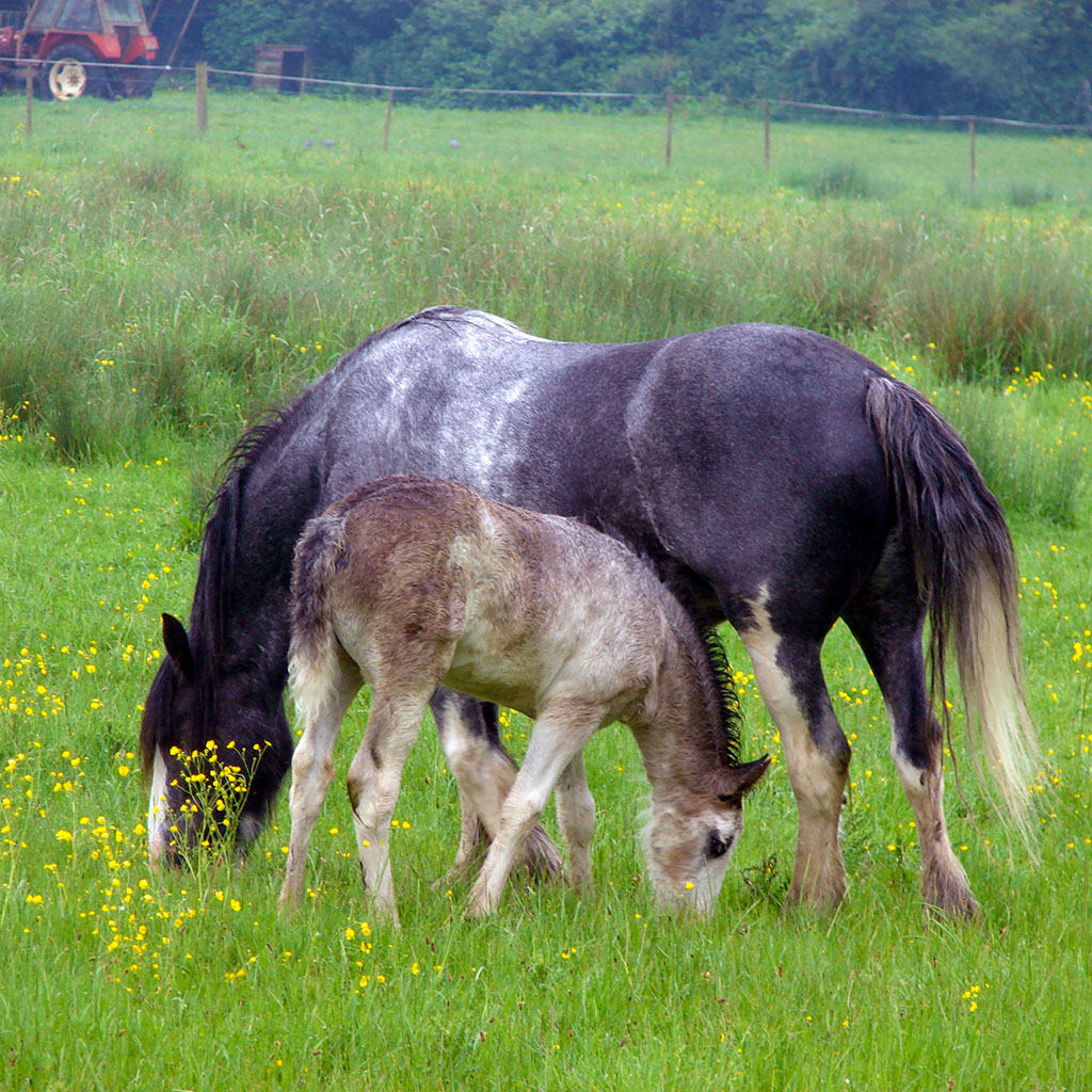 Horse & Foal at Broughton