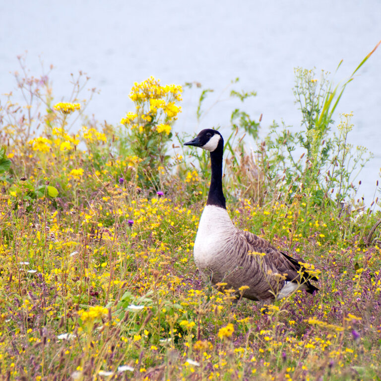 Canada Goose amongst Wildflowers