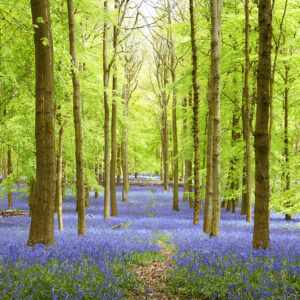 Dockey bluebells Wood near Ashridge