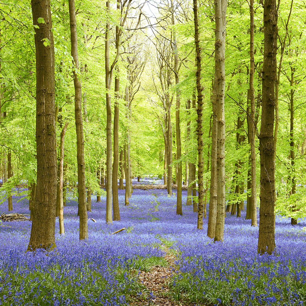 Dockey bluebells Wood near Ashridge