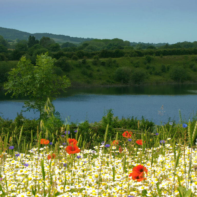Wildlfower Meadow at College Lake