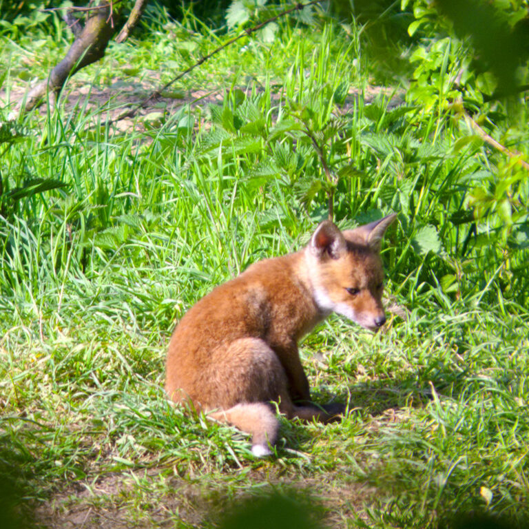 Fox Cub at Bierton