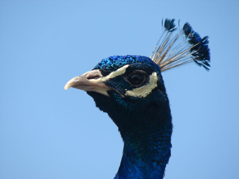 Peacock at The Bucks Goat Centre