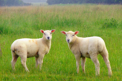 Spring lambs at Broughton
