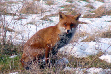 Fox in a snowy field at Bierton