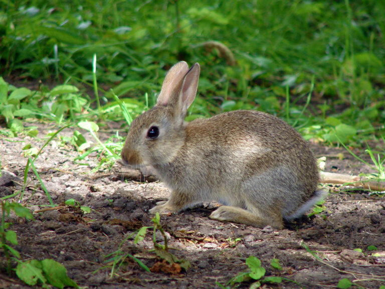 Rabbit in a Bierton field