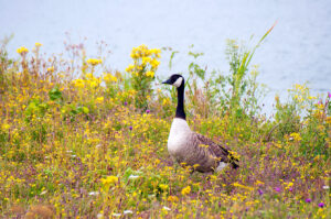 Canada Goose amongst the Wildflowers at College Lake