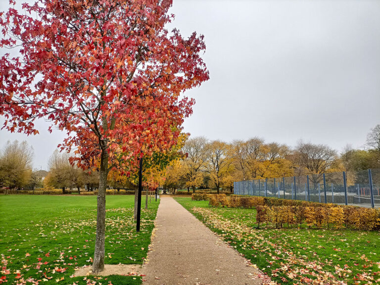Autumn trees in Vale Park