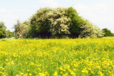 Buttercups and Blossom