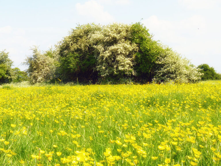 Buttercups and Blossom