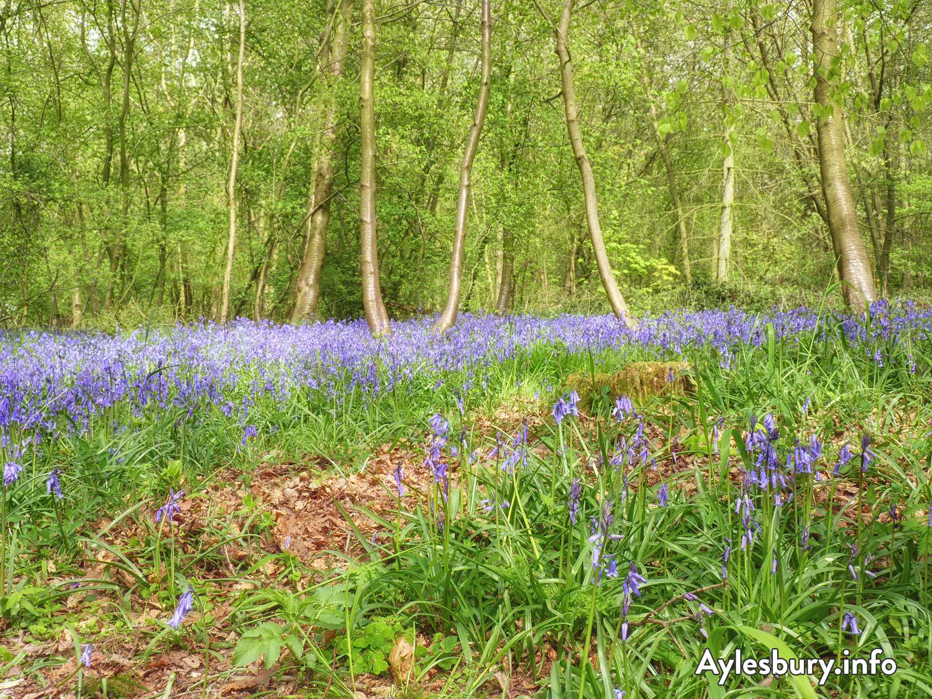 Bluebells in woodland near Whiteleaf, Monks Risborough
