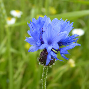 Blue wildflower at College Lake