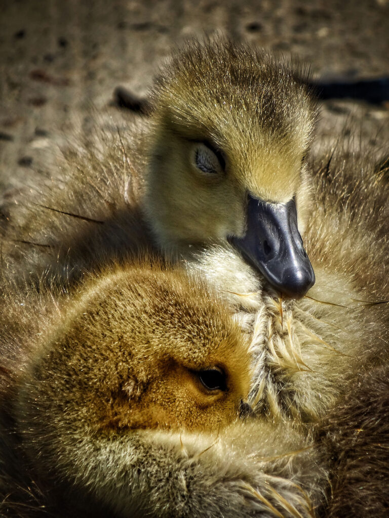Cute Ducklings