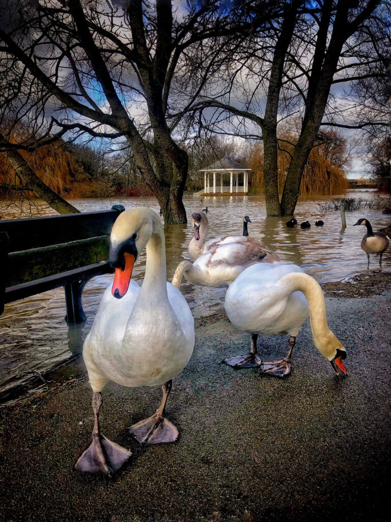 Pair of Swans at Watermead