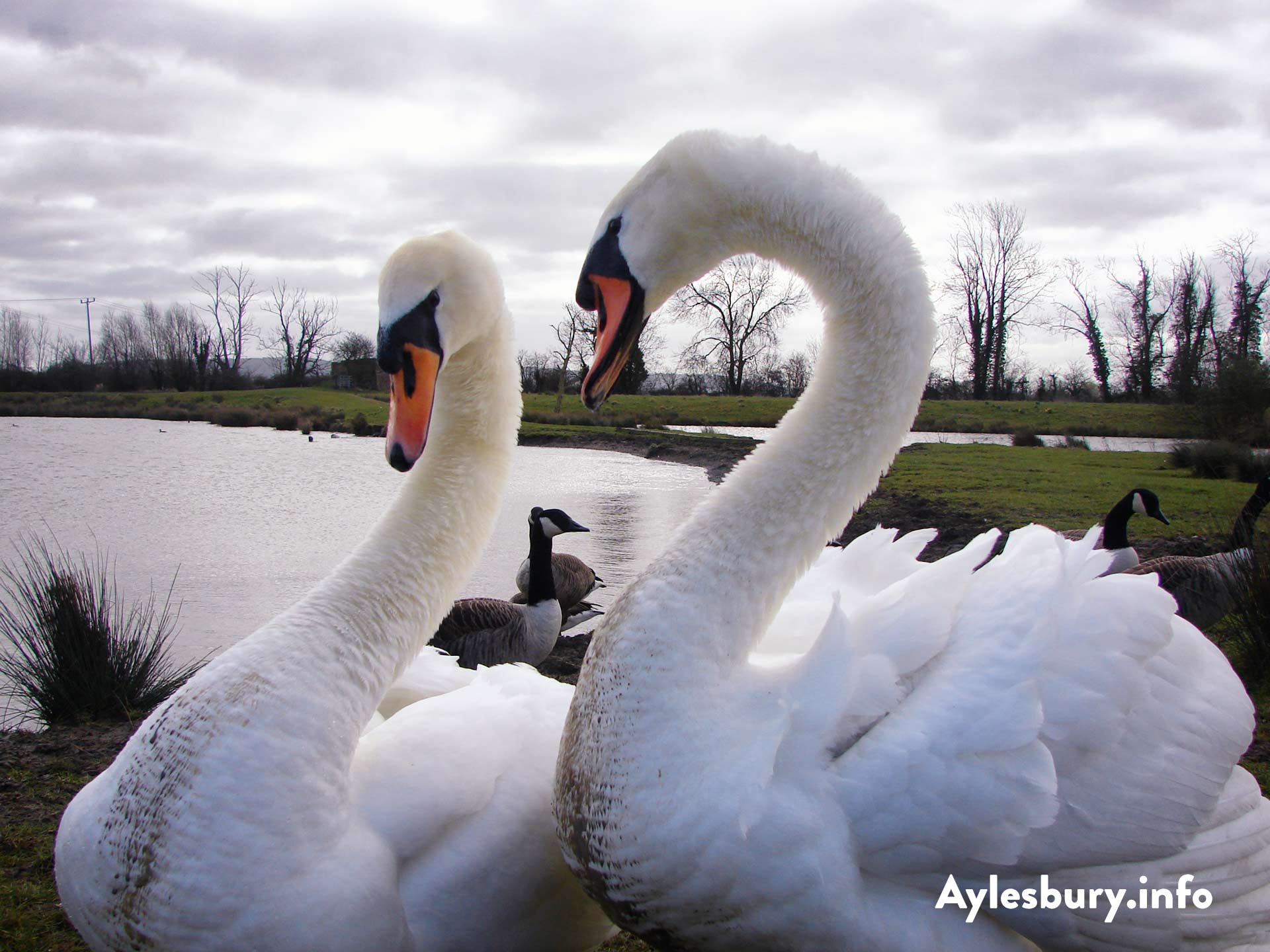 Swans posing