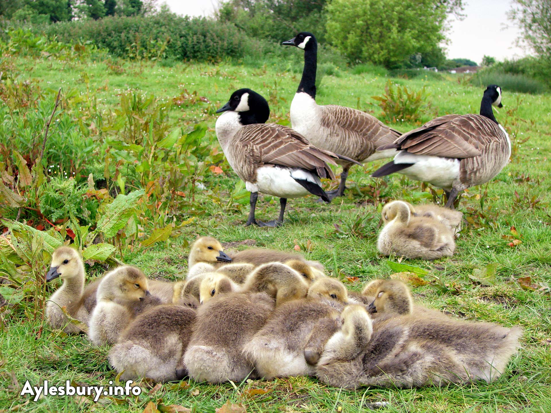 Family of Canada Geese at the Broughton Crossing lakes