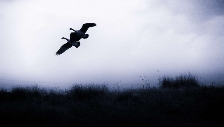 Canada Geese in flight