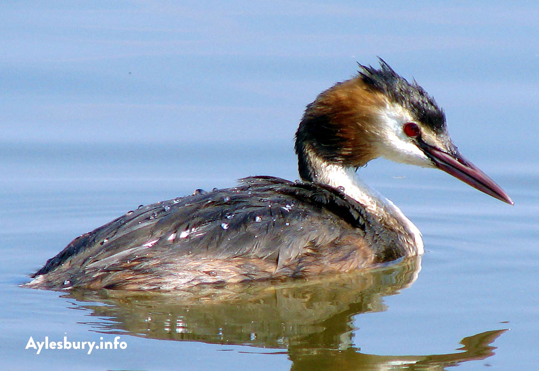 Great Crested Grebe at Watermead