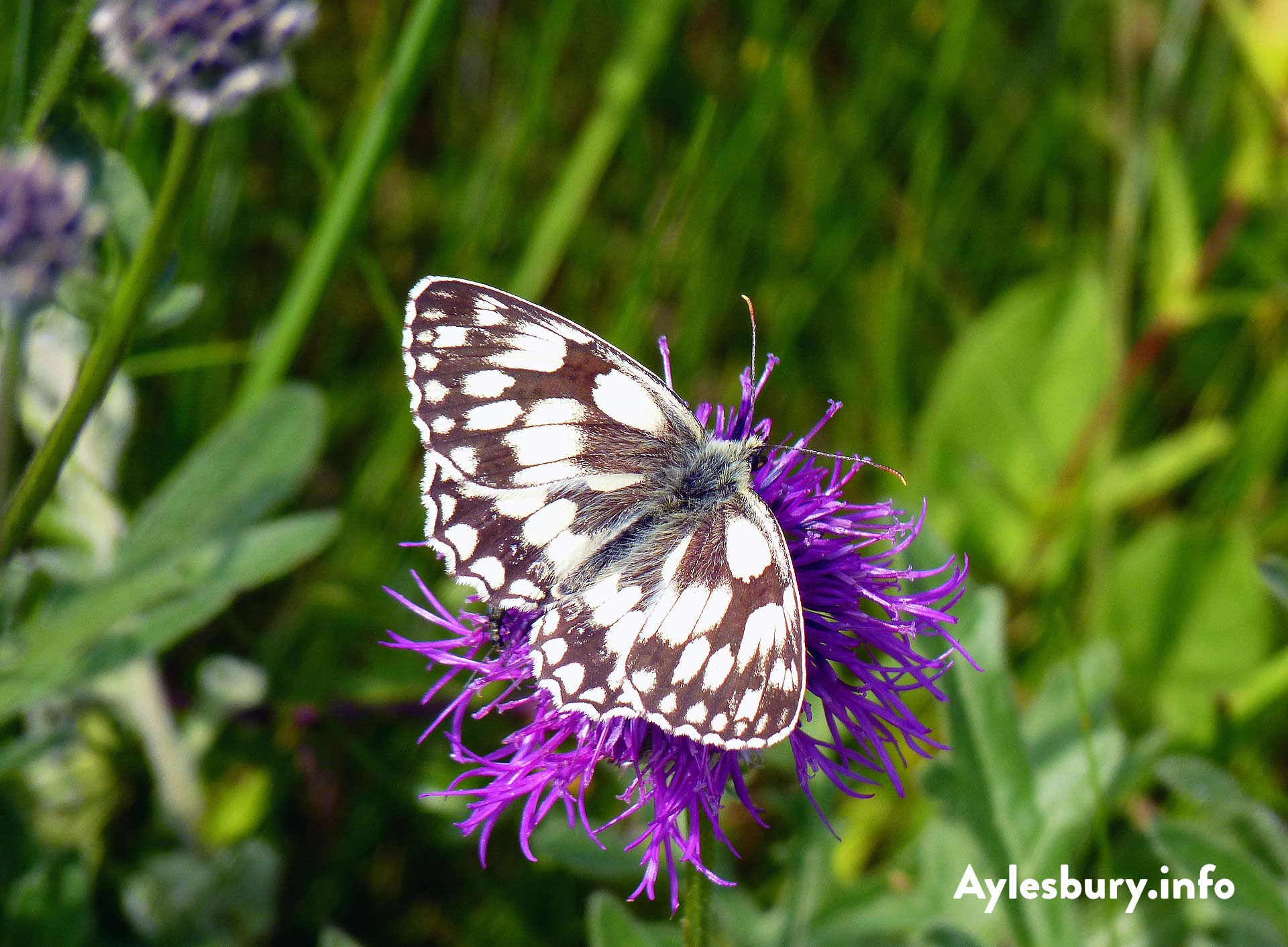 Marbled White Butterfly in the Wildflower Meadow