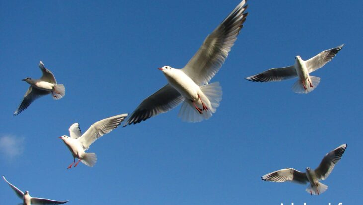 Gulls at Watermead