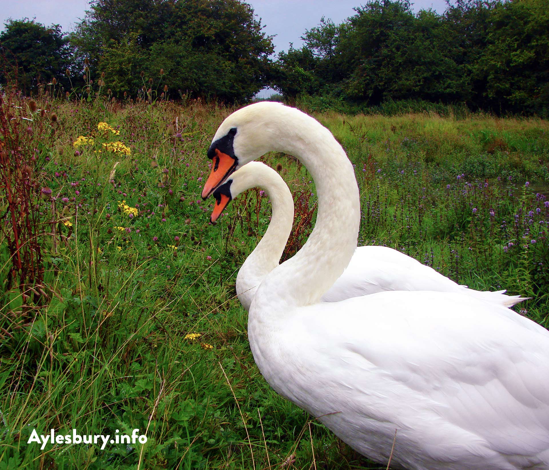 Swans by pond