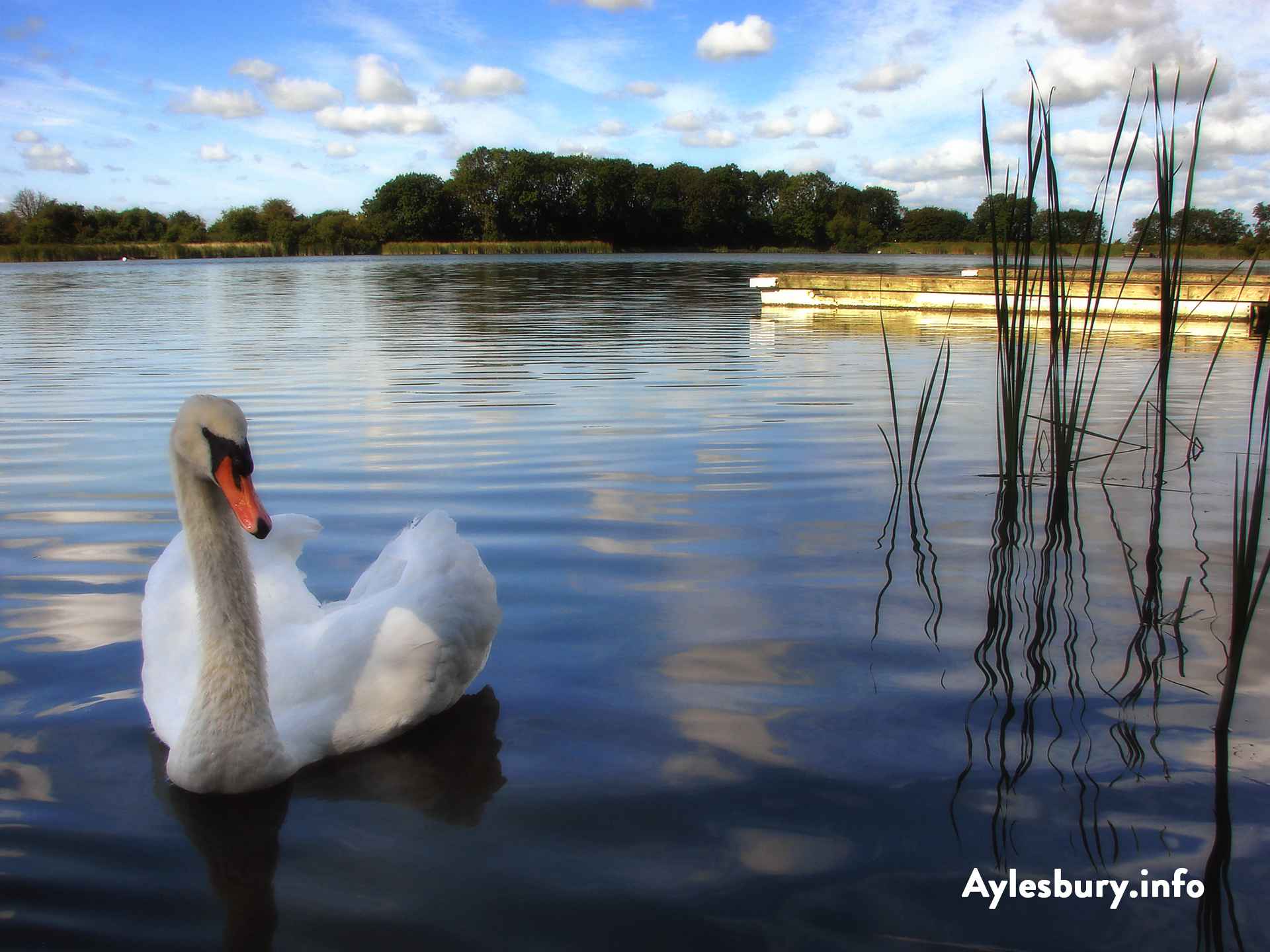 Swan at Weston Turville Reservoir