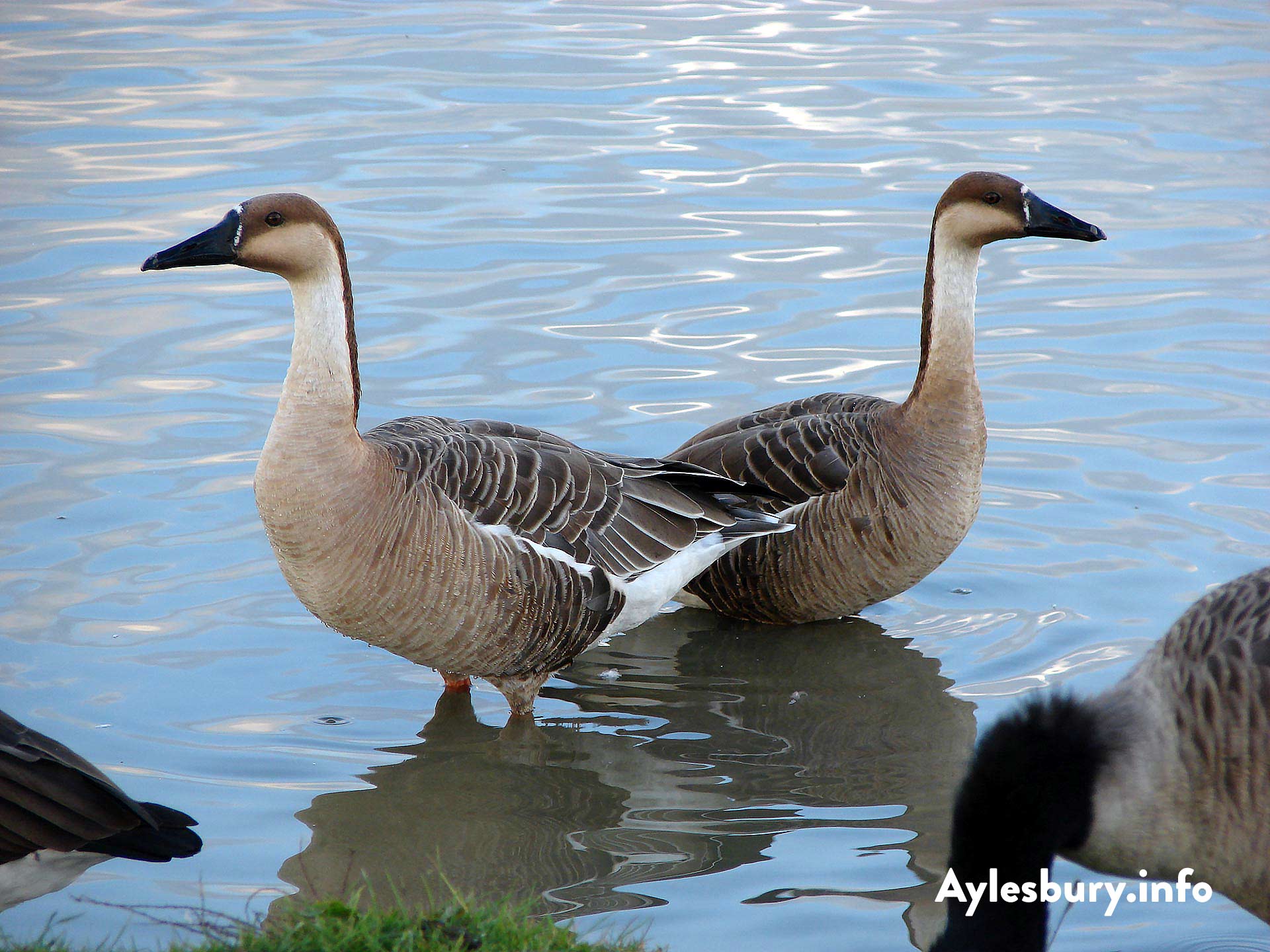 Chinese/Swan Geese