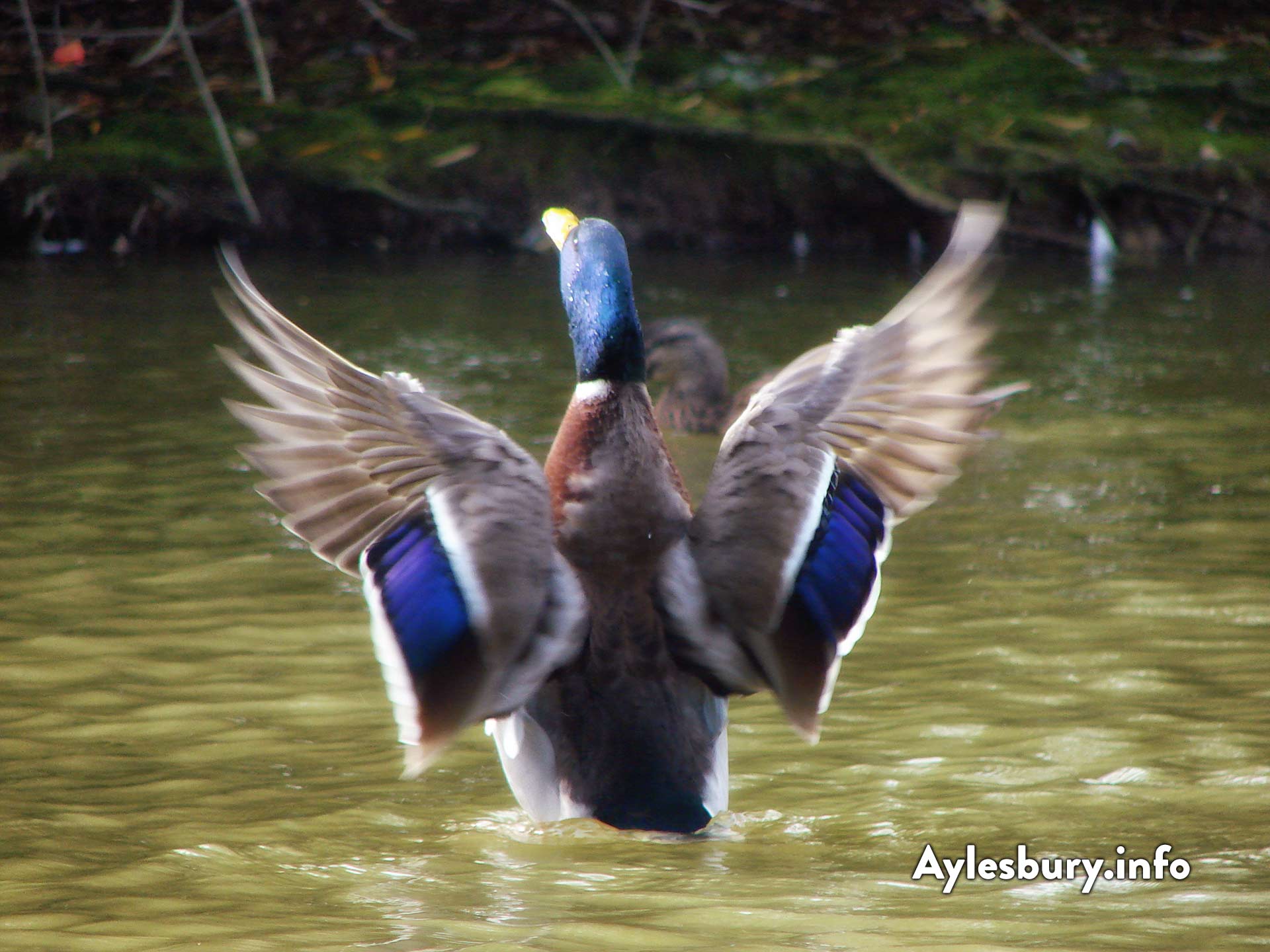 Duck flapping at Watermead