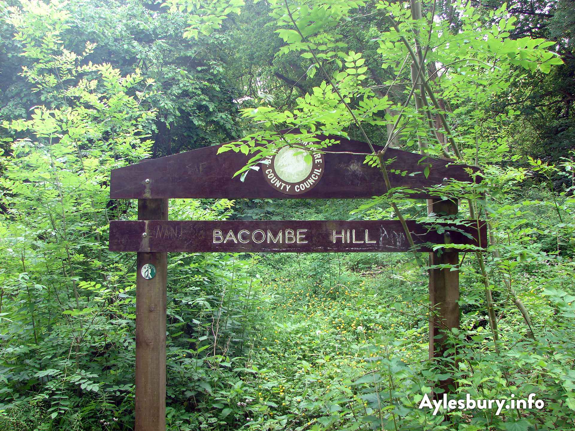 Bacombe Hill LNR (Wendover)