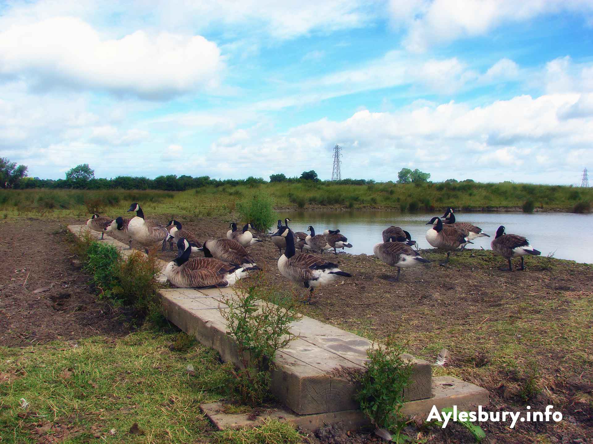 Geese at Broughton Crossing Ponds 3