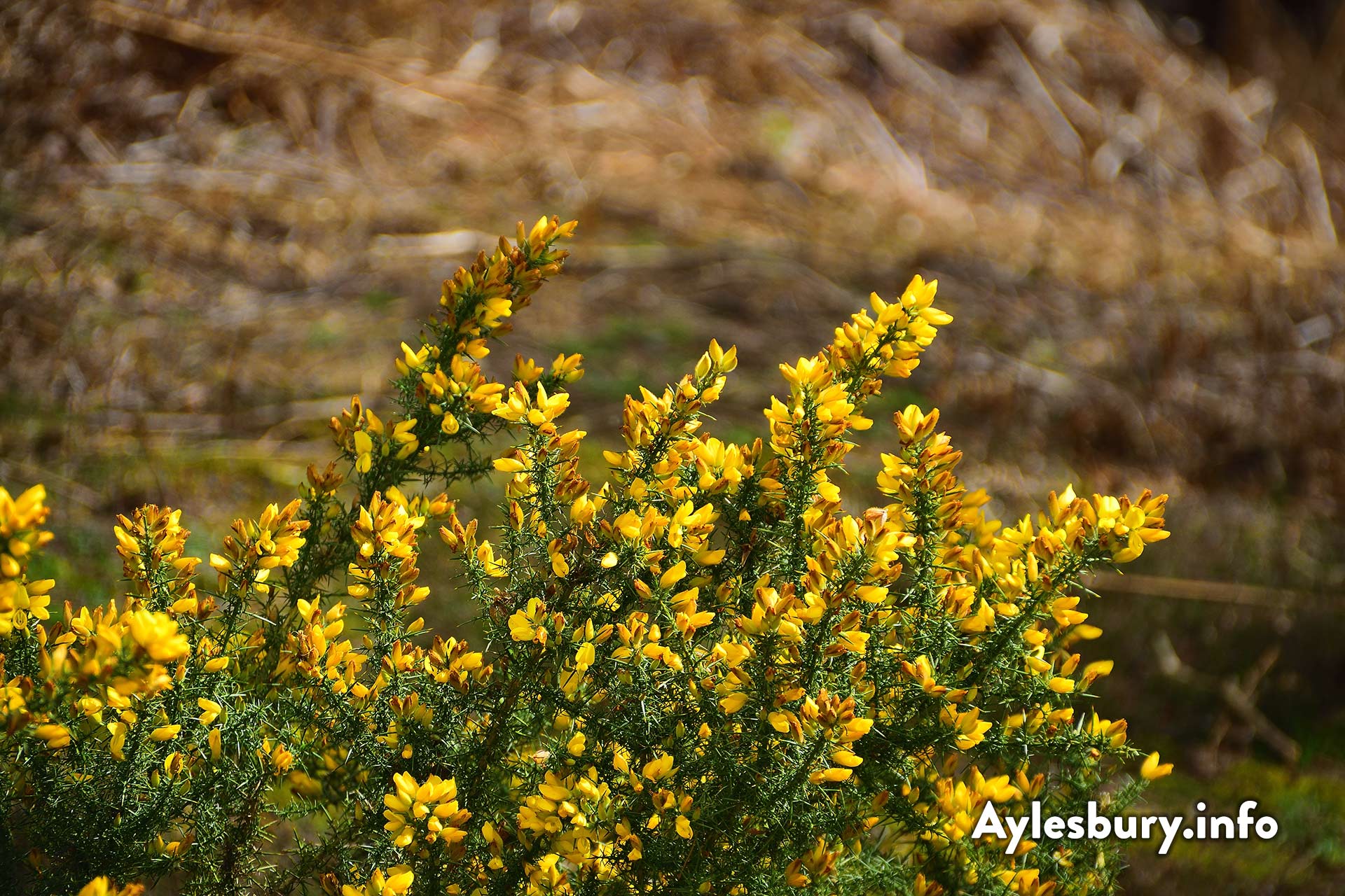 Gorse flowers at Rushmere