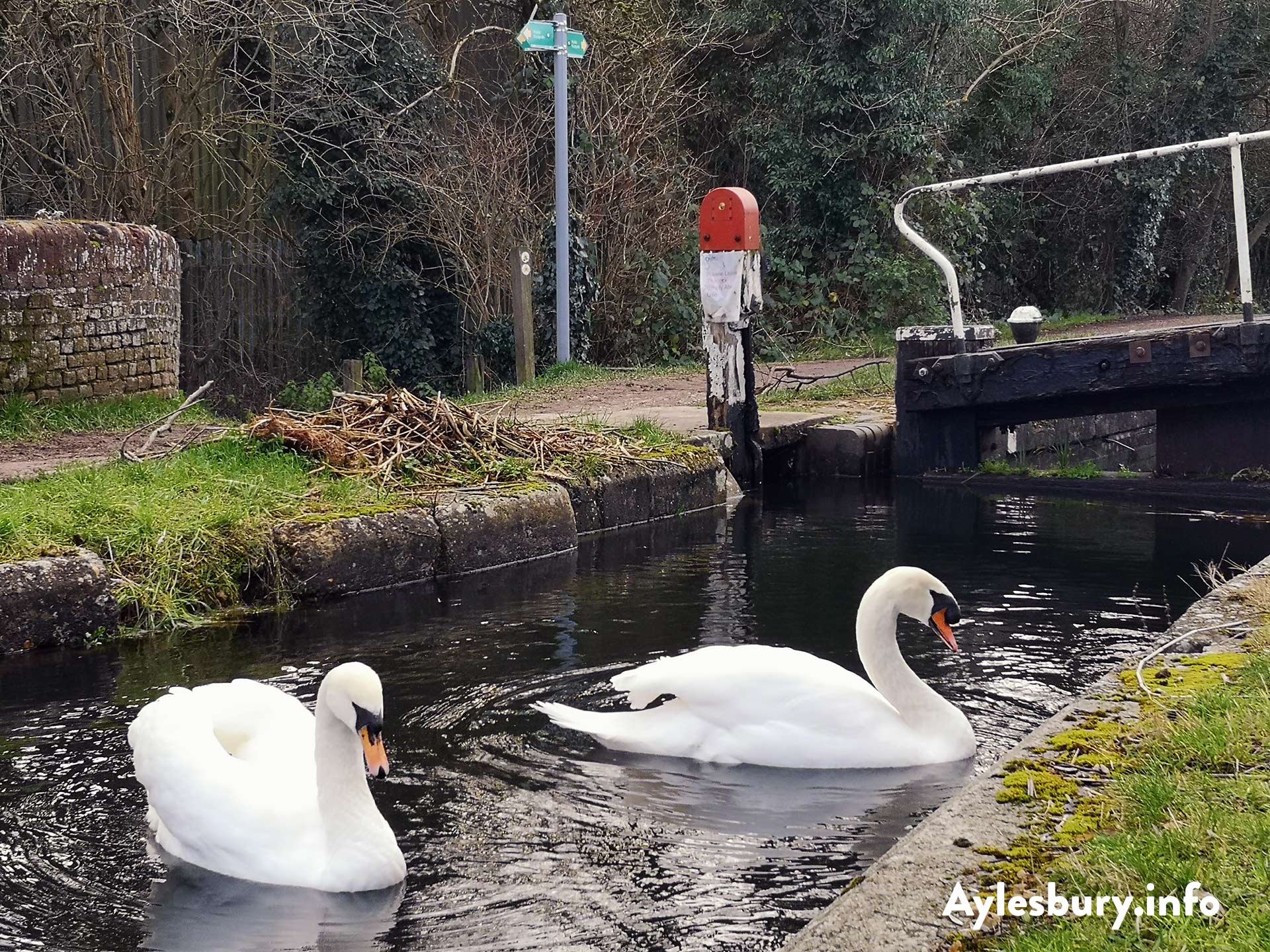 Swans by Lock Gate