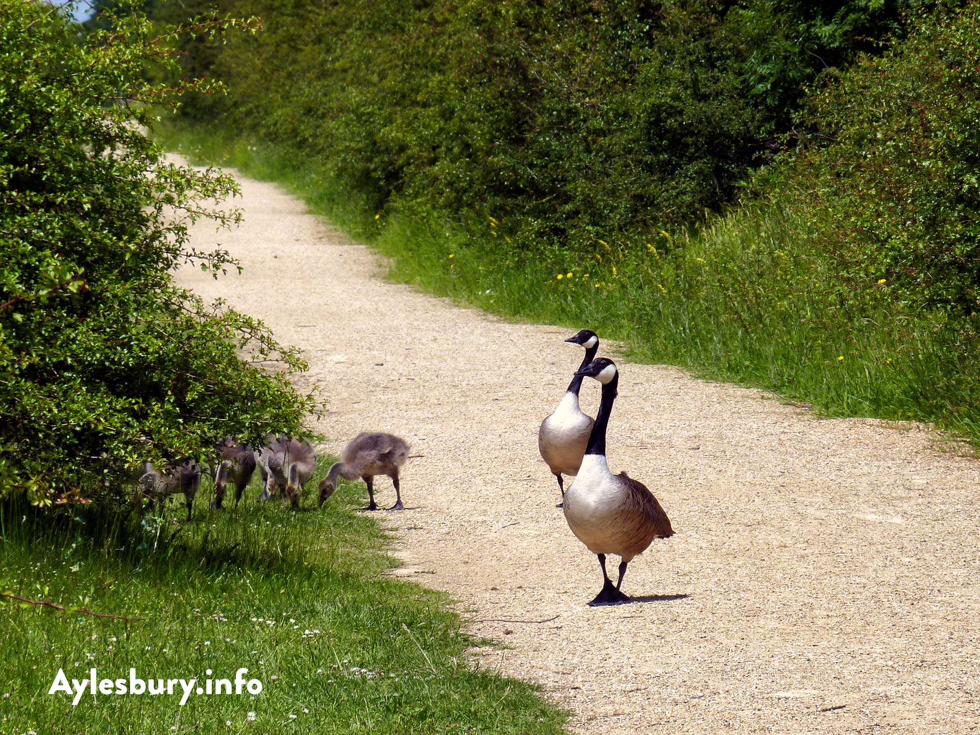 Canada Geese on the Footpath