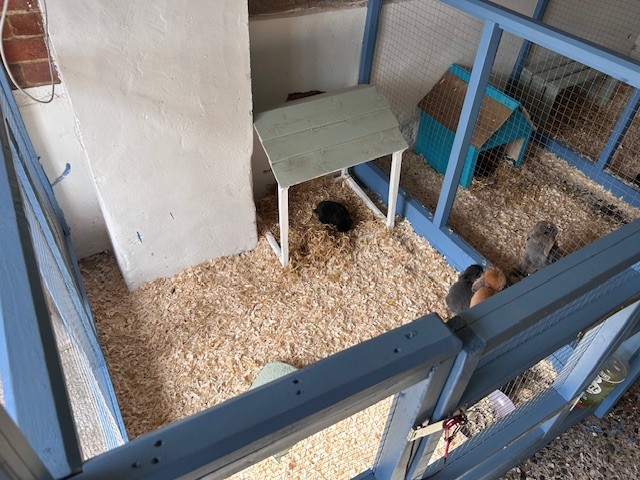 Bucks Rabbit Boarding
