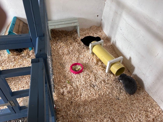 buntopia-indoor-2