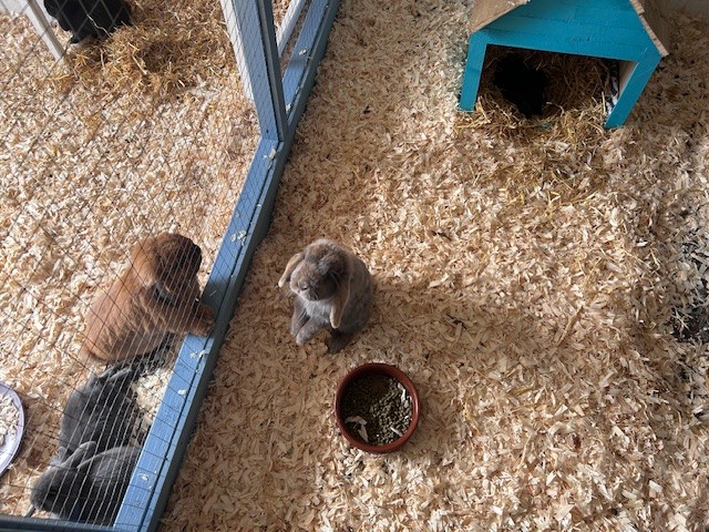 buntopia-indoor-3